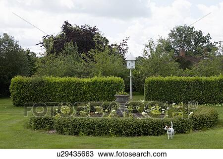Dog playing in lanscaped garden View Large Photo Image Stock Image - Dog playing in lanscaped garden. Fotosearch