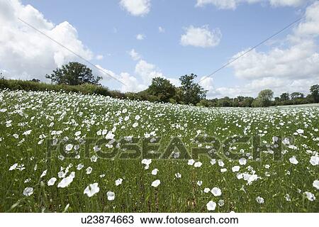 Field of flowers under blue sky View Large Photo Image Stock Image - Field of flowers under blue sky. Fotosearch