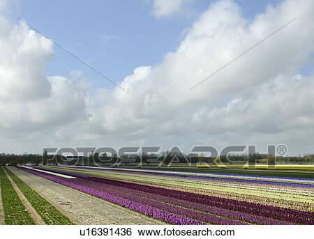 Stock Photograph - Flower crops in rural landscape. Fotosearch