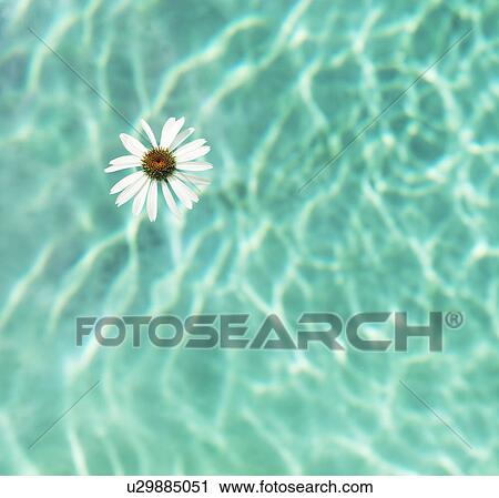 Stock Image - Flower floating in swimming pool. Fotosearch