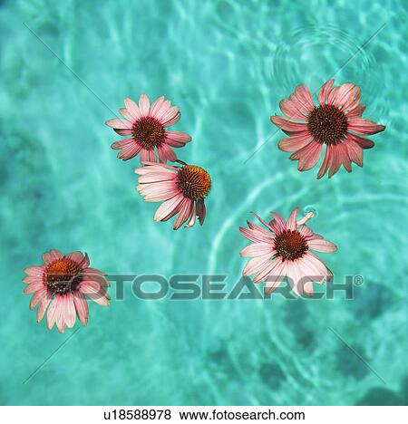 Stock Photo - Flowers floating in swimming pool. Fotosearch