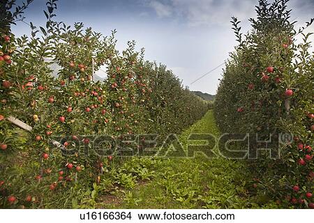 Picture - Fruit growing on trees in orchard. Fotosearch