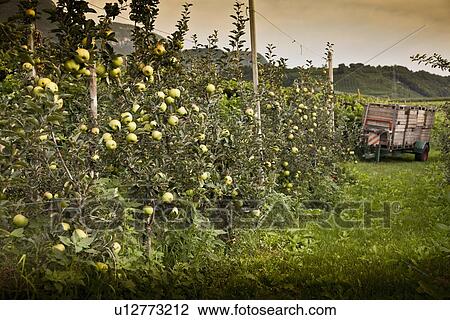 Stock Image - Fruit growing on trees in orchard. Fotosearch