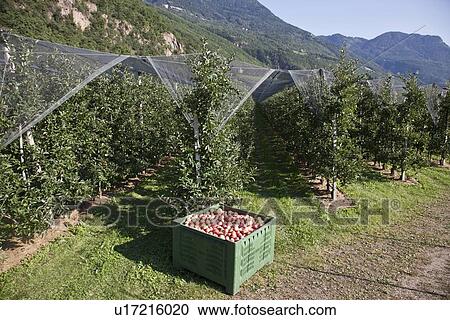 Fruit with covered trees in orchard View Large Photo Image Stock Image - Fruit with covered trees in orchard. Fotosearch
