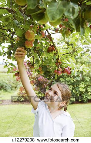 Stock Photo - Girl picking fruit from tree in meadow. Fotosearch