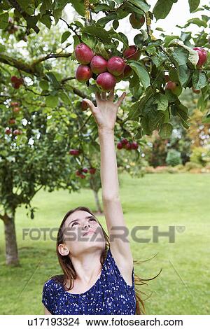 Girl picking fruit from tree View Large Photo Image Picture - Girl picking fruit from tree. Fotosearch