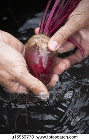 Stock Image - Hands washing beetroot. Fotosearch