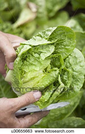 Man cutting head of lettuce View Large Photo Image Stock Image - Man cutting head of lettuce. Fotosearch