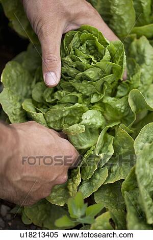 Stock Photography - Man picking head of lettuce. Fotosearch
