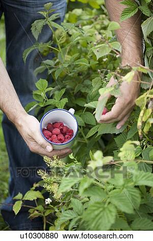 Man picking raspberries from bush View Large Photo Image Stock Image - Man picking raspberries from bush. Fotosearch