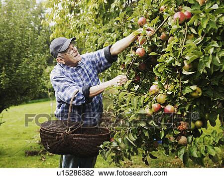 Stock Image - Older man picking fruit from tree . Fotosearch