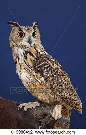Stock Image - Owl perched on tree outdoors. Fotosearch