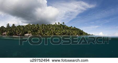 Picture - Palm trees on tropical island. Fotosearch