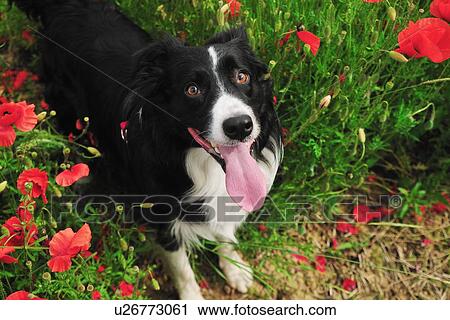 Panting dog in field of flowers View Large Photo Image Stock Image - Panting dog in field of flowers. Fotosearch