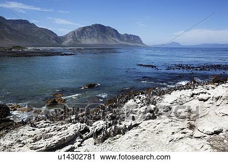 Penguins roosting on coastal cliffs View Large Photo Image Stock Image - Penguins roosting on coastal cliffs. Fotosearch