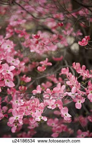 Pink flowers growing on tree View Large Photo Image Picture - Pink flowers growing on tree. Fotosearch