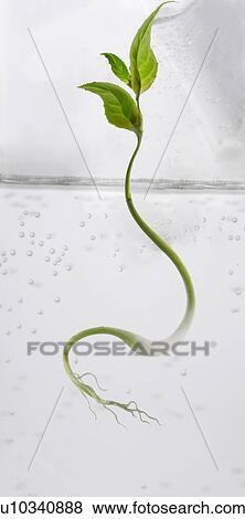 Plant growing in glass of water View Large Photo Image Stock Photo - Plant growing in glass of water. Fotosearch