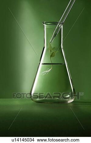 Plant growing in graduated cylinder View Large Photo Image Picture - Plant growing in graduated cylinder. Fotosearch