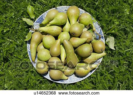 Stock Photo - Plate of fruit in grass. Fotosearch