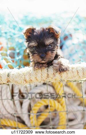 Stock Photo - Puppy sitting on rope coils. Fotosearch
