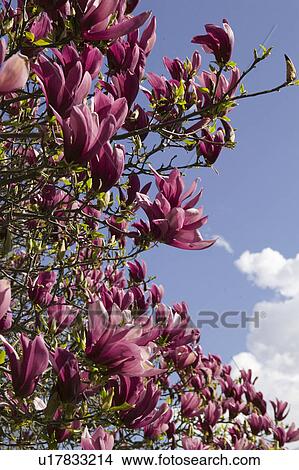 Purple flowers growing on tree View Large Photo Image Picture - Purple flowers growing on tree. Fotosearch