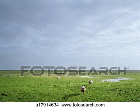 Sheep grazing in rural pasture View Large Photo Image Picture - Sheep grazing in rural pasture. Fotosearch