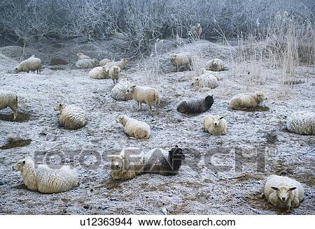Picture - Sheep grazing in snowy pasture. Fotosearch