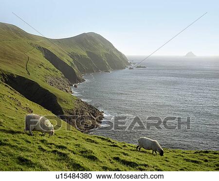 Stock Image - Sheep grazing on rural hillside. Fotosearch