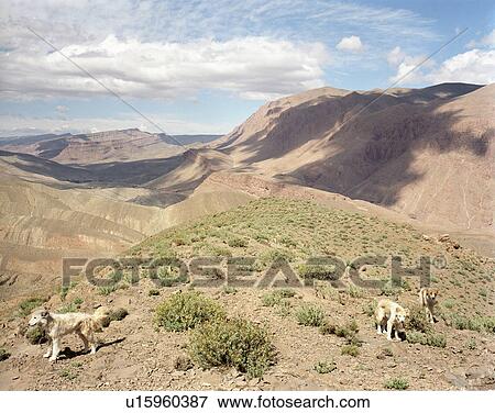 Sheepdogs on dry mountaintop View Large Photo Image Stock Photo - Sheepdogs on dry mountaintop. Fotosearch