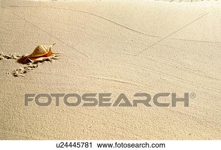Stock Image - Shell in blank stretch of sand. Fotosearch
