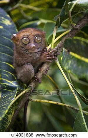 Small monkey perched in tree View Large Photo Image Stock Photo - Small monkey perched in tree. Fotosearch