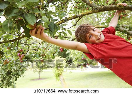 Picture - Smiling boy climbing fruit tree. Fotosearch