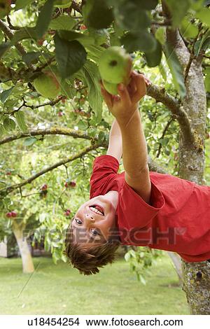 Picture - Smiling boy picking fruit in tree. Fotosearch