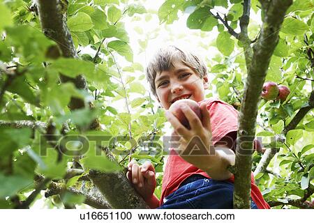 Stock Image - Smiling boy picking fruit in tree. Fotosearch