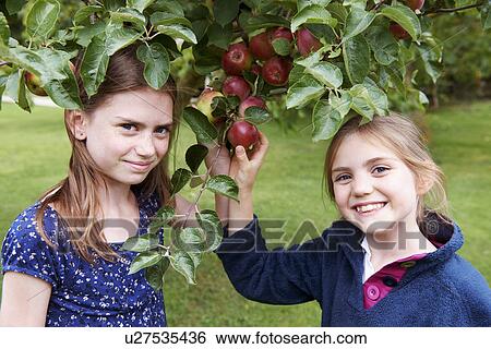 Stock Photograph - Smiling girls picking fruit from tree. Fotosearch