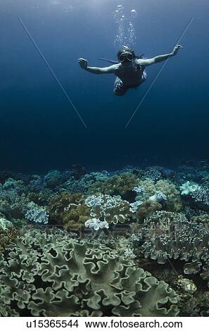 Picture - Snorkeler swimming in coral reef. Fotosearch