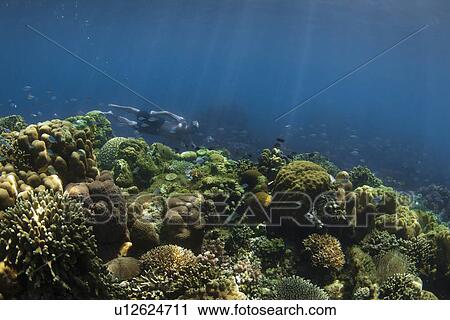 Snorkeler swimming in coral reef View Large Photo Image Stock Image - Snorkeler swimming in coral reef. Fotosearch