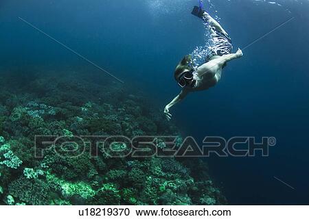 Snorkeler swimming in coral reef View Large Photo Image Stock Image - Snorkeler swimming in coral reef. Fotosearch