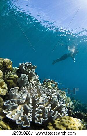 Snorkeler swimming in coral reef View Large Photo Image Stock Photo - Snorkeler swimming in coral reef. Fotosearch