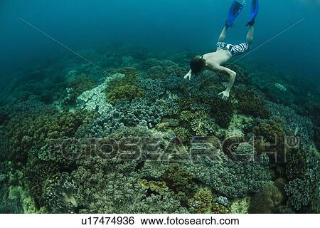Stock Photograph - Snorkeler swimming in coral reef. Fotosearch