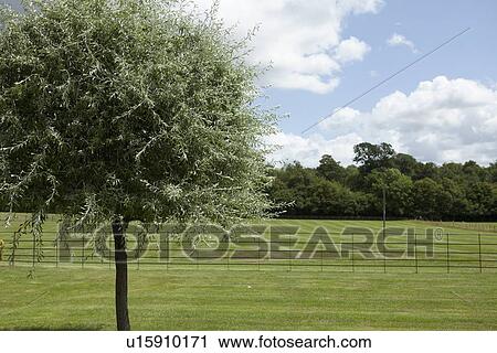 Stock Image - Tree growing in manicured meadow. Fotosearch