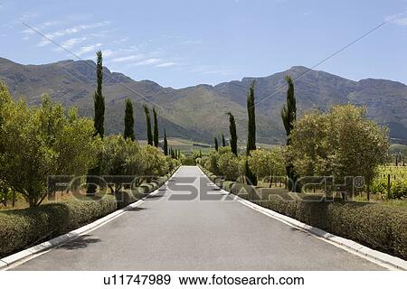Stock Photo - Trees lining rural road. Fotosearch