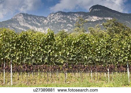 Vines in rural vineyard View Large Photo Image Stock Image - Vines in rural vineyard. Fotosearch
