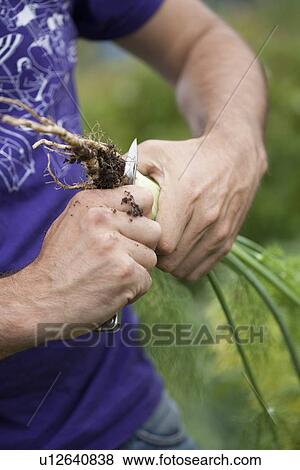 Stock Photo - Worker cutting fennel root outdoors. Fotosearch