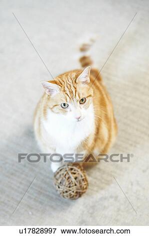 Cat sitting with ball of yarn View Large Photo Image Stock Photo - Cat sitting with ball of yarn. Fotosearch