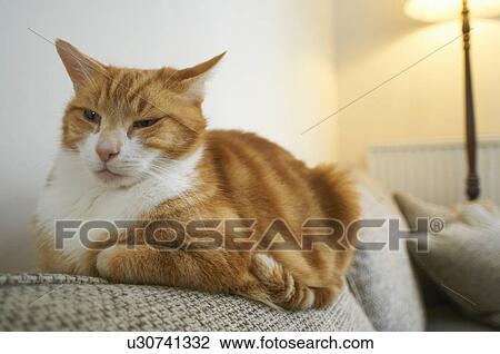 Stock Image - Close up of cat relaxing on couch. Fotosearch