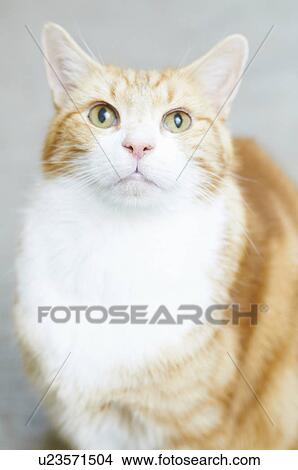 Close up of cats face View Large Photo Image Picture - Close up of cats face. Fotosearch