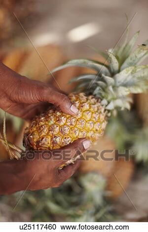 Close up of hands holding pineapple View Large Photo Image Stock Image - Close up of hands holding pineapple. Fotosearch