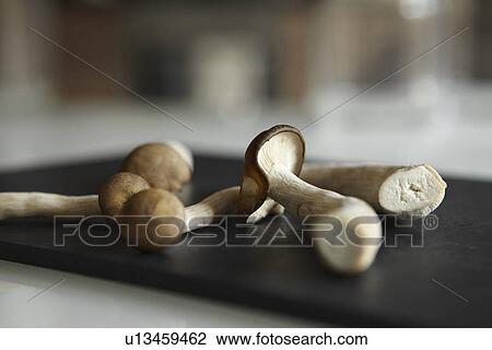 Close up of mushrooms on counter View Large Photo Image Stock Image - Close up of mushrooms on counter. Fotosearch