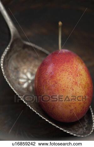 Close up of Victoria plum in spoon View Large Photo Image Stock Image - Close up of Victoria plum in spoon. Fotosearch